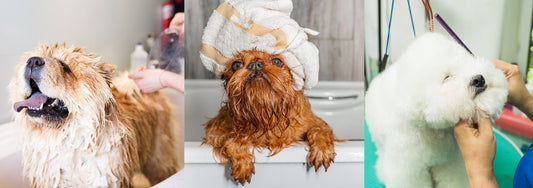 All You Need For A Successful Pet Grooming Business