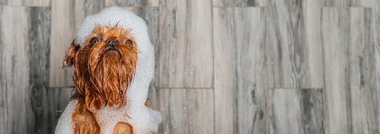 Natural Pet Products: Why Your Pet Deserves the Best