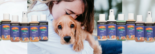 Top Tips for New Puppy Care