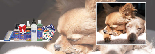 Paws and Sunburn: What Every Dog Owner Should Know