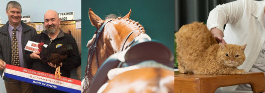 Plush Puppy Makes everyone a Winner