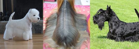 How Our Finishing Grooming Products Give Pizzaz to Your Pooch