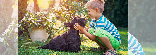 Shedding Light on Shedding: Minimise Your Dogs Hair Loss