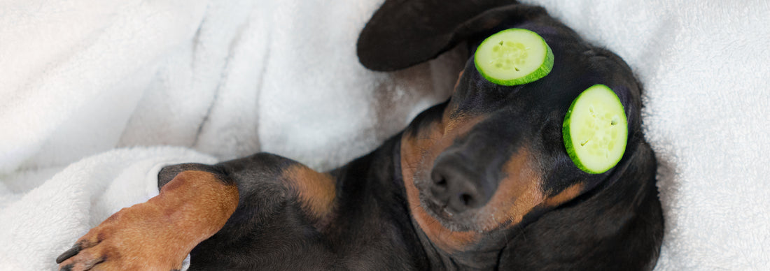 Create The Ultimate At Home Spa for Your Dog