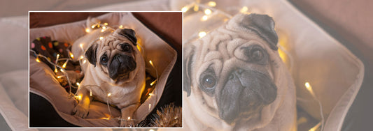 The Ultimate Gift Ideas for Show Dogs