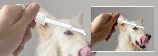 Understanding Dog Anxiety: Signs, Causes and Solutions