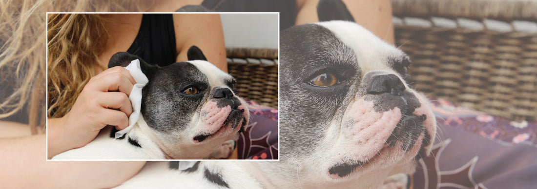 Understanding Sensitive Skin in Dogs: Causes and Effective Remedies