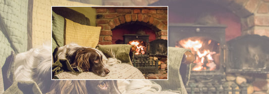 Winter Grooming: How to Keep Your Dogs Coat Healthy and Shiny