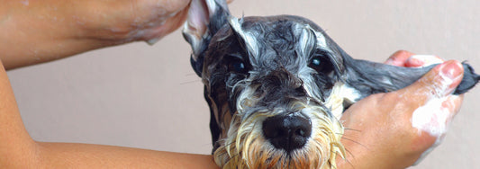 The basics of grooming a dogs coat and what you will need to get started