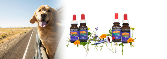 The Benefits of Natural Flower Essence Drops for Dogs