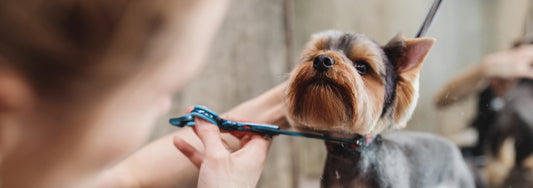 Our Top Tips for Starting a Grooming Business