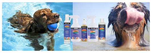 Skin Care For Dogs Who Swim