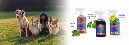 The goodness of herbs and the power of nature in our dog grooming products